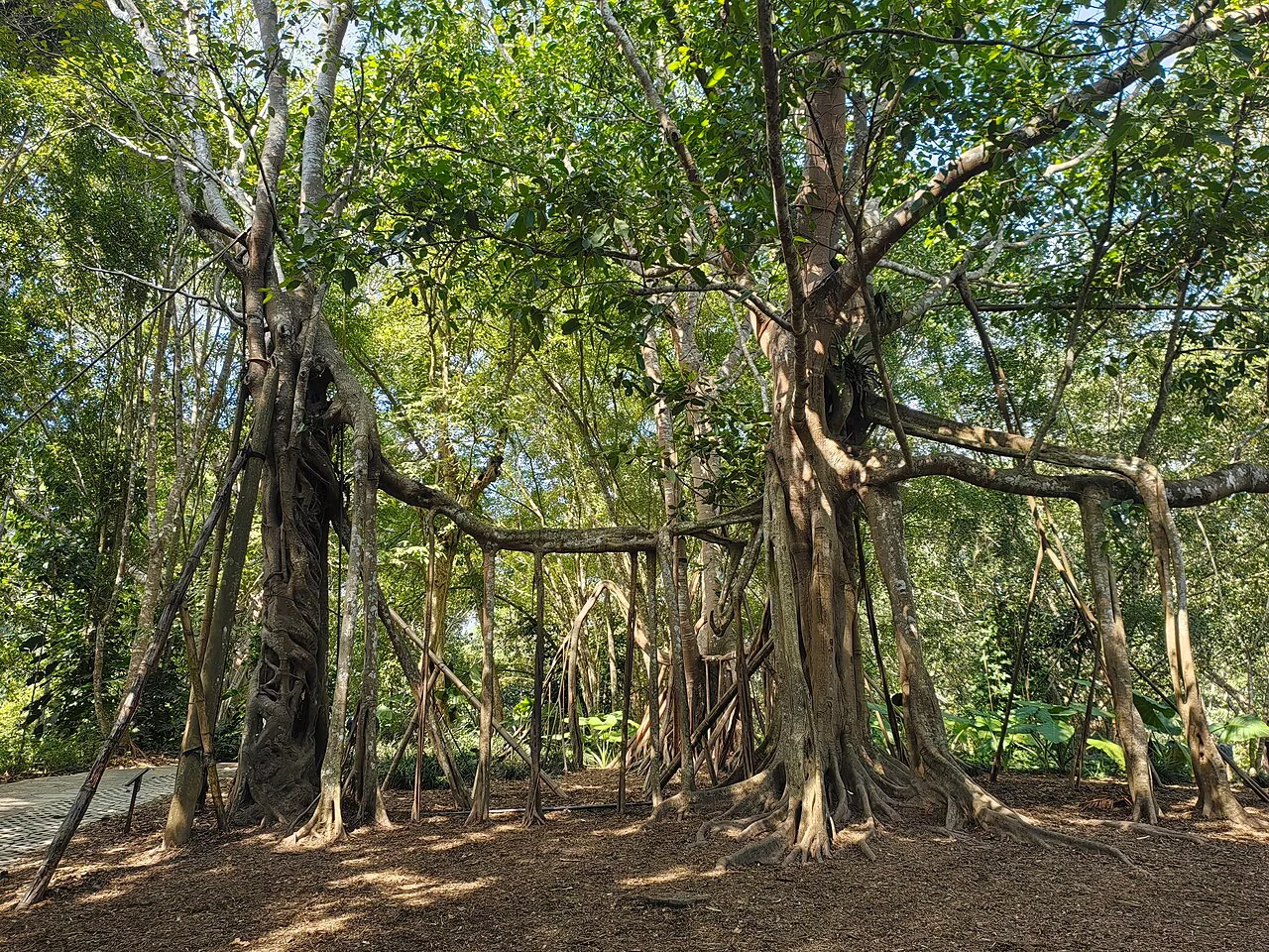 Fico banyan nel giardino botanico di Xishuangbanna