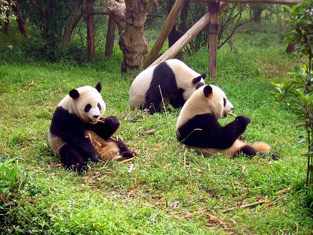 Panda alla base di ricerca di Chengdu